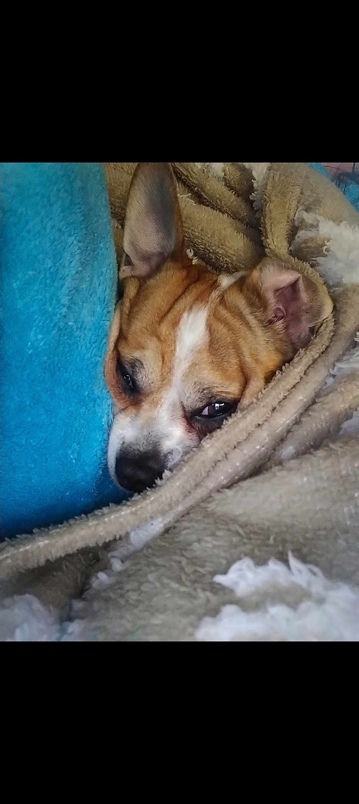 Bubu is registered to the contest to win money with this photo: dog, blanket, cozy, sleepy, resting, brown, white, fur, snuggled, ear, nose, closeup, indoor, comfort, cushion, soft, relaxed, pet, animal, wrapped
