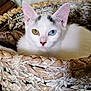 cat, white_cat, heterochromia, yellow_eye, blue_eye, basket, woven_basket, pet, animal, cute, feline, close_up, indoor, resting, looking, ears, fur, face, nose, eye