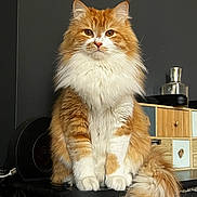 Sid participe au concours pour gagner de l'argent avec cette photo : cat, orange_cat, white_fur, fluffy_cat, indoor, furniture, marble_surface, wooden_drawer, tail, pet, animal, domestic_cat, sitting, portrait, fur, whiskers, ears, eyes, expression, household