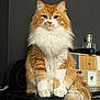 cat, orange_cat, white_fur, fluffy_cat, indoor, furniture, marble_surface, wooden_drawer, tail, pet, animal, domestic_cat, sitting, portrait, fur, whiskers, ears, eyes, expression, household