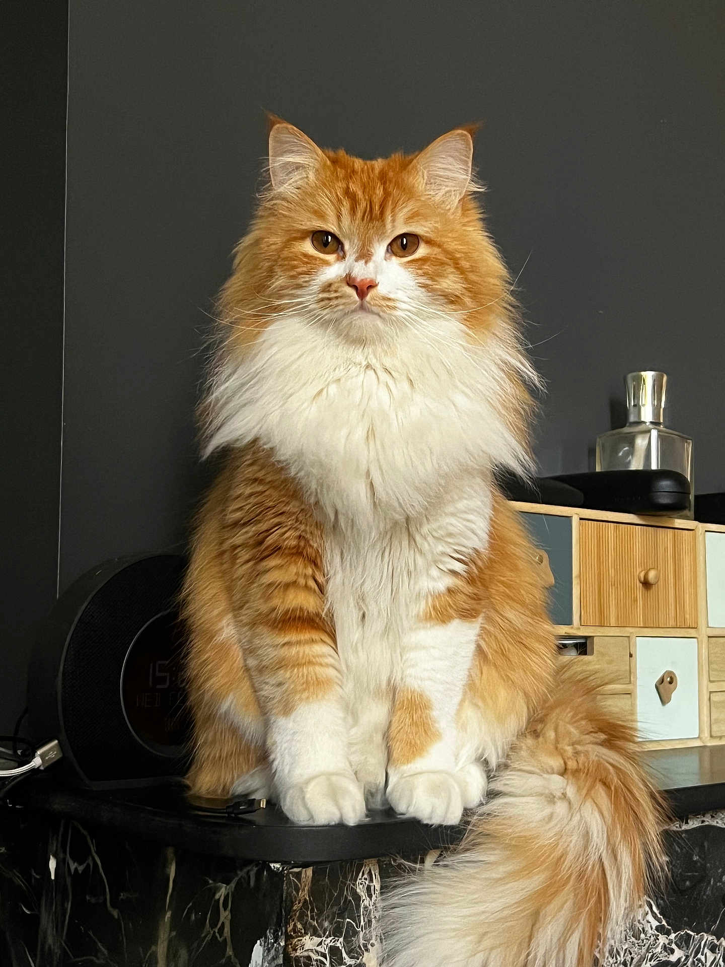 Sid participe au concours pour gagner de l'argent avec cette photo : cat, orange_cat, white_fur, fluffy_cat, indoor, furniture, marble_surface, wooden_drawer, tail, pet, animal, domestic_cat, sitting, portrait, fur, whiskers, ears, eyes, expression, household
