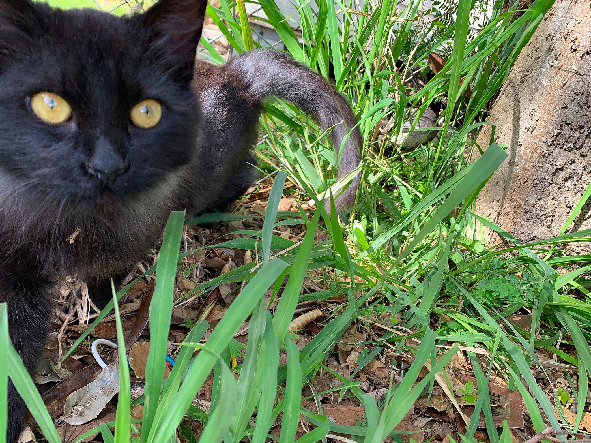 Chango is registered to the contest to win money with this photo: black_cat, bombay, carnivore, cat, domestic_short_haired_cat, eye, felidae, flower, grass, plant, small_to_medium_sized_cats, whiskers