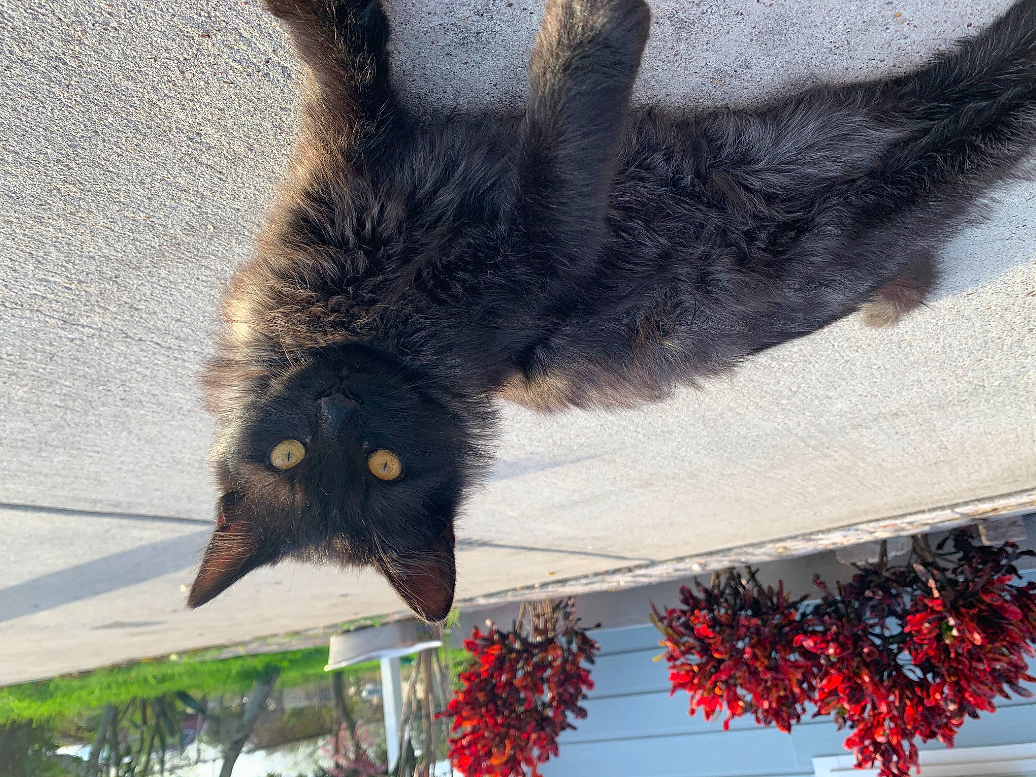 Chango is registered to the contest to win money with this photo: cat, fur, plant, sky, square, tail, tree