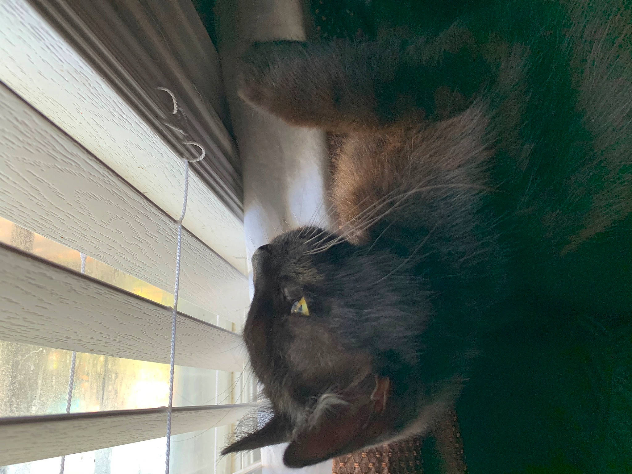 Chango is registered to the contest to win money with this photo: black_cat, carnivore, cat, felidae, korat, russian_blue, small_to_medium_sized_cats, snout, whiskers