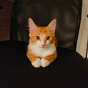 Léo a rejoint le concours — aidez-le/la à gagner de superbes lots ! animal, black_chair, cat, chair, cute, domestic_cat, feline, front_view, furry, indoor, kitten, looking_at_camera, mesh_chair, orange_cat, pet, resting, sitting, small_animal, white_paws, young_cat