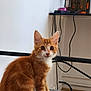Léo participe au concours pour gagner de l'argent avec cette photo : kitten, cat, orange_tabby, white_paws, indoor, pet, animal, curious, young_cat, feline, sitting, fur, whiskers, ears, brown_eyes, domestic_cat, gray_surface, lamp, cables, cozy