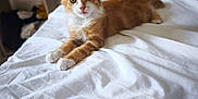 Léo a rejoint le concours — aidez-le/la à gagner de superbes lots ! animal, bedroom, cat, cozy, curious, cute, domestic, ears, fur, furniture, indoor, kitten, lying_down, orange_cat, pet, resting, soft_light, whiskers, white_bedspread, young