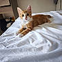 Léo a rejoint le concours — aidez-le/la à gagner de superbes lots ! kitten, cat, orange_cat, white_bedspread, bedroom, indoor, furniture, curious, pet, animal, lying_down, fur, ears, whiskers, cute, young, soft_light, cozy, domestic, resting