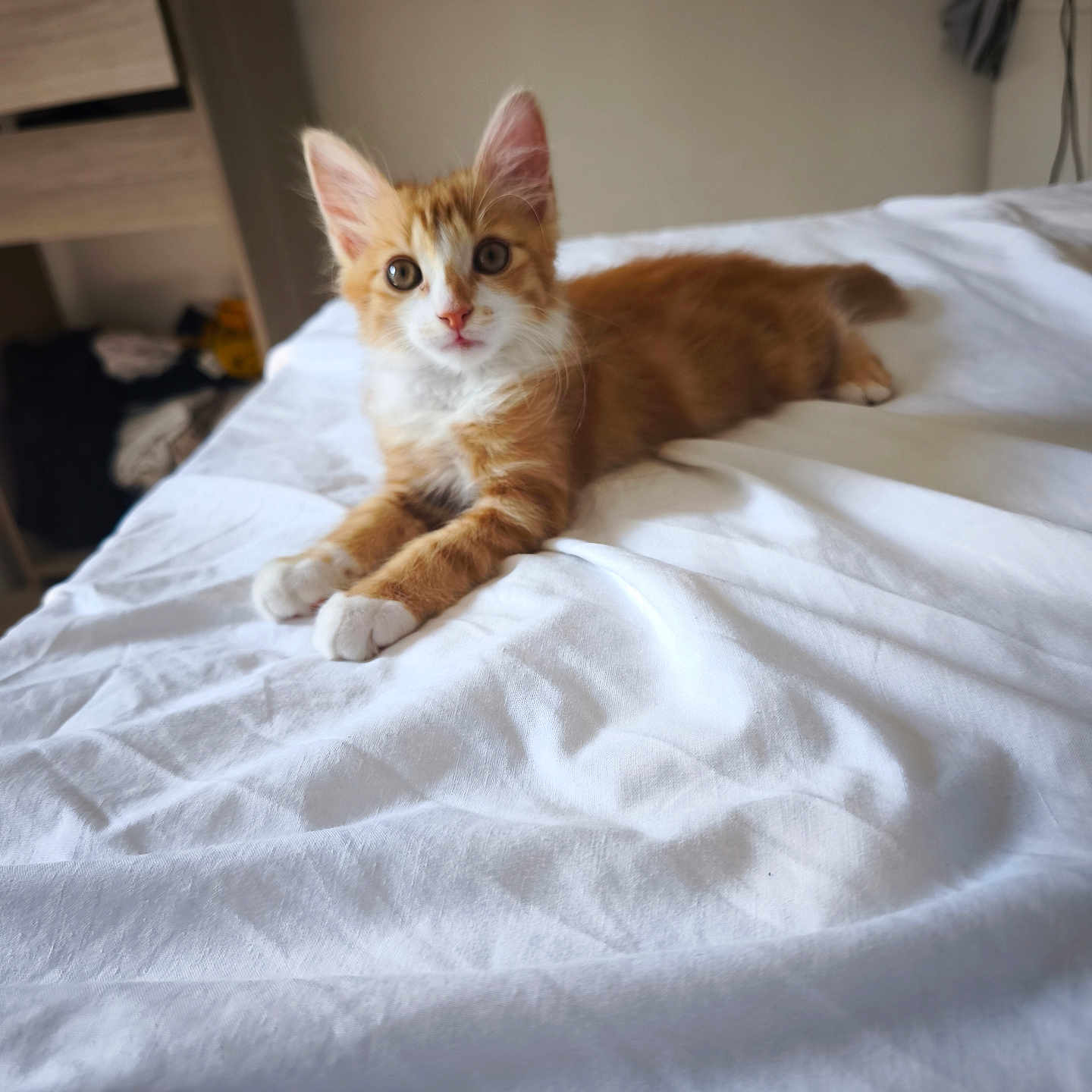Léo a rejoint le concours — aidez-le/la à gagner de superbes lots ! animal, bedroom, cat, cozy, curious, cute, domestic, ears, fur, furniture, indoor, kitten, lying_down, orange_cat, pet, resting, soft_light, whiskers, white_bedspread, young