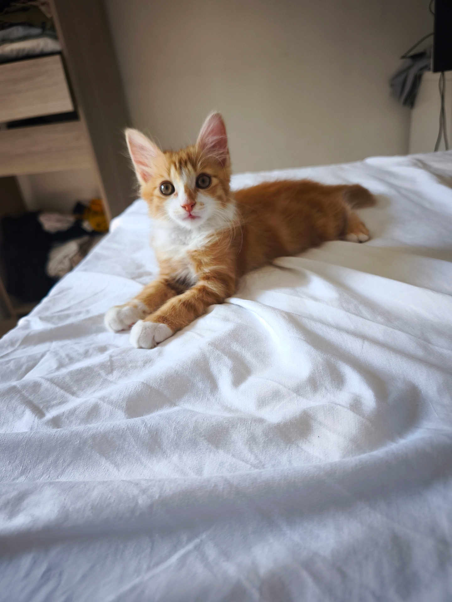 Léo a rejoint le concours — aidez-le/la à gagner de superbes lots ! kitten, cat, orange_cat, white_bedspread, bedroom, indoor, furniture, curious, pet, animal, lying_down, fur, ears, whiskers, cute, young, soft_light, cozy, domestic, resting