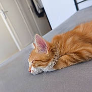 Léo a rejoint le concours — aidez-le/la à gagner de superbes lots ! kitten, sleeping, orange_tabby, cat, indoor, cozy, fur, ears, gray_surface, close_up, pet, young_cat, resting, cute, whiskers, peaceful, feline, domestic_cat, home, nap