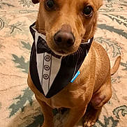 Pete is registered to the contest to win money with this photo: adorable, animal, brown_dog, canine, carpet, closeup, cute, dog, domestic_animal, ears, face, floor, fur, indoor, looking_up, paws, pet, sitting, tail, tuxedo_bandana