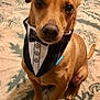 adorable, animal, brown_dog, canine, carpet, closeup, cute, dog, domestic_animal, ears, face, floor, fur, indoor, looking_up, paws, pet, sitting, tail, tuxedo_bandana
