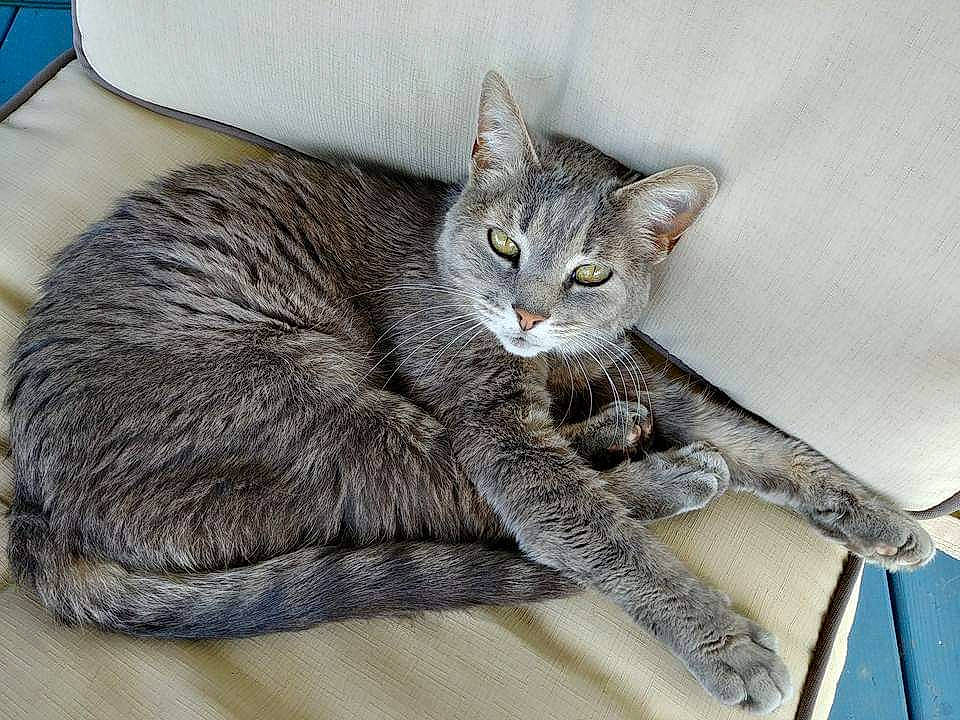 Gabbie is registered to the contest to win money with this photo: aegean_cat, asian, australian_mist, carnivore, cat, domestic_short_haired_cat, dragon_li, european_shorthair, felidae, german_rex, kitten, mammal, pixie_bob, small_to_medium_sized_cats, tabby_cat, whiskers