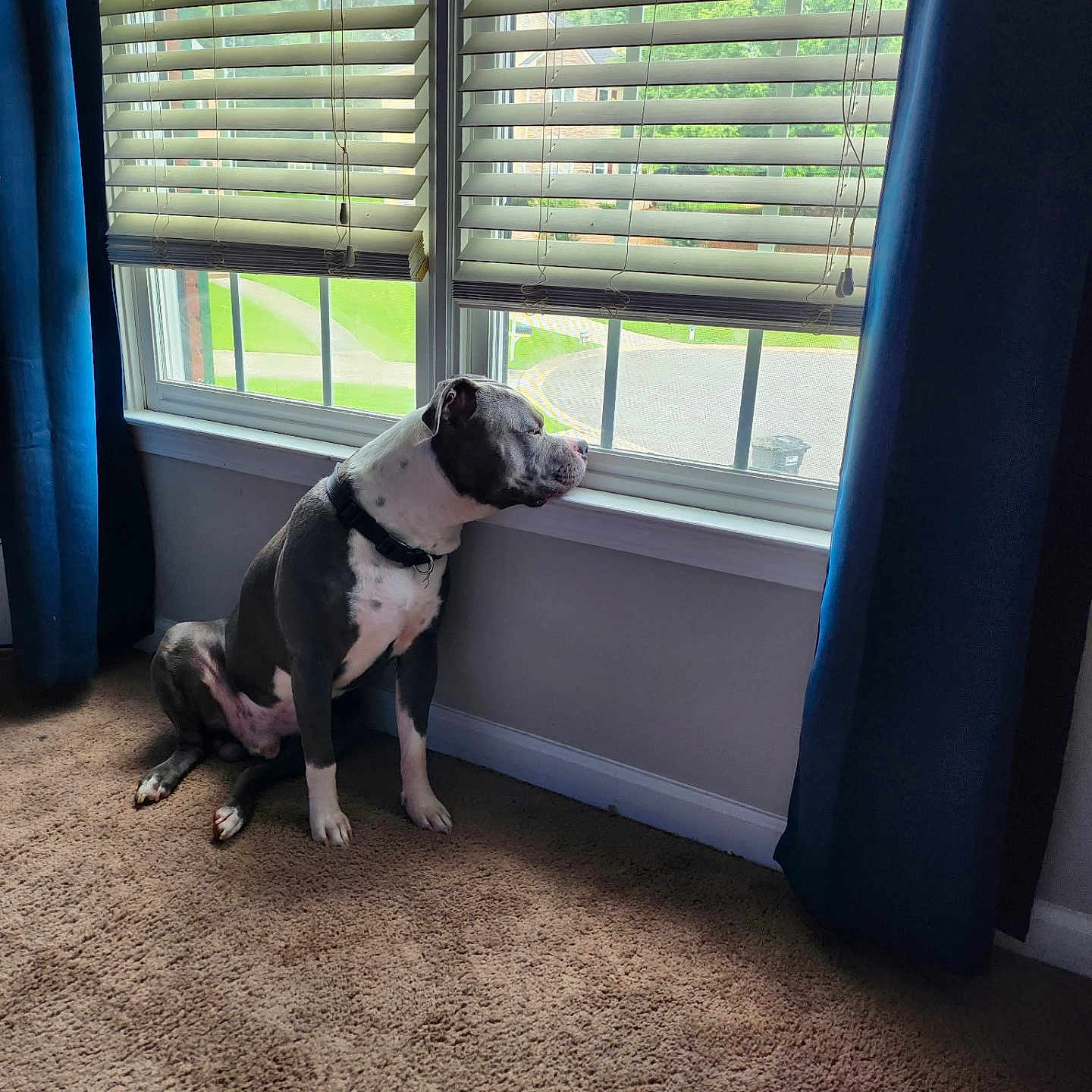 Xander is registered to the contest to win money with this photo: dog, window, blinds, carpet, indoor, pet, curtain, collar, animal, canine, light, shadow, quiet, contemplative, resting, home, floor, looking, daylight, peaceful