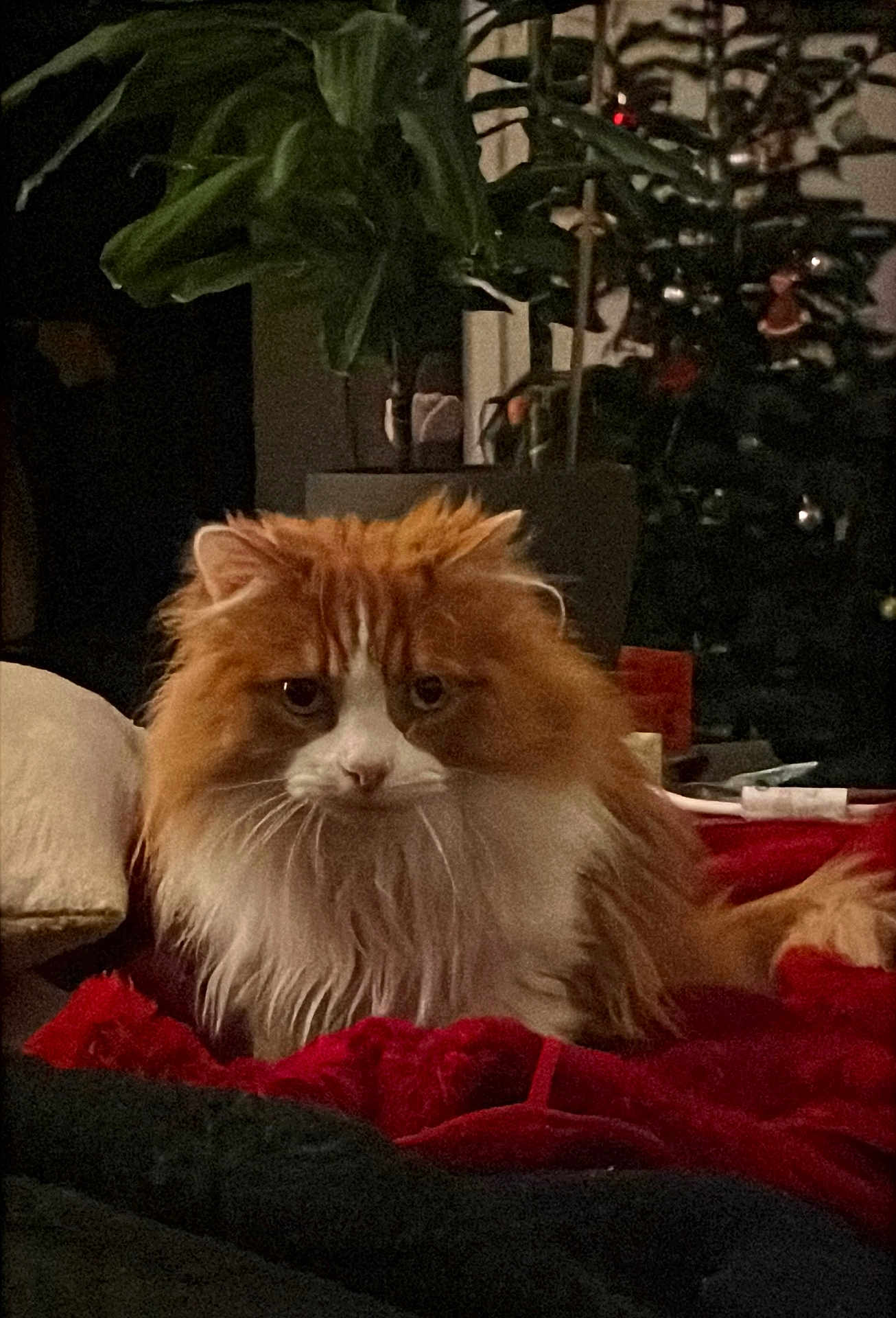 Gary participe au concours pour gagner de l'argent avec cette photo : cat, fluffy, orange, white, pet, indoor, blanket, red, plant, cozy, fur, animal, home, relaxed, cute, whiskers, laying, domestic, feline, comfort