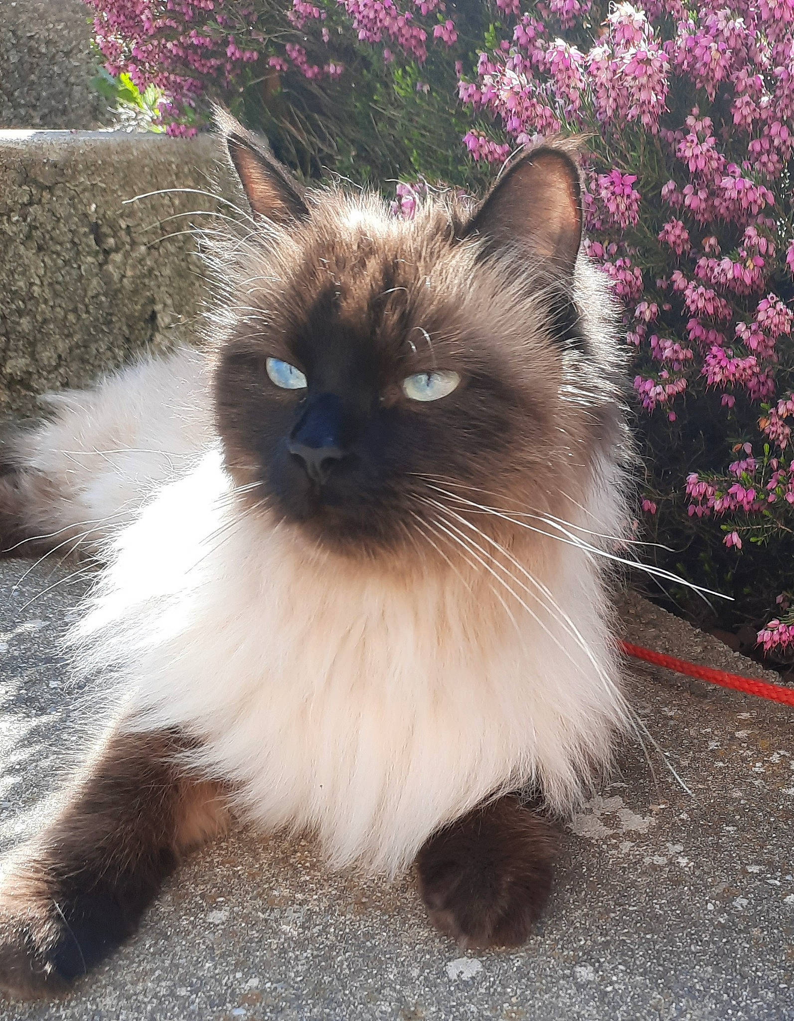 Prince participe au concours pour gagner de l'argent avec cette photo : balinese, birman, blue, carnivore, cat, fawn, felidae, flower, fur, grass, iris, magenta, plant, ragdoll, siamese, small_to_medium_sized_cats, snout, tail, thai, whiskers