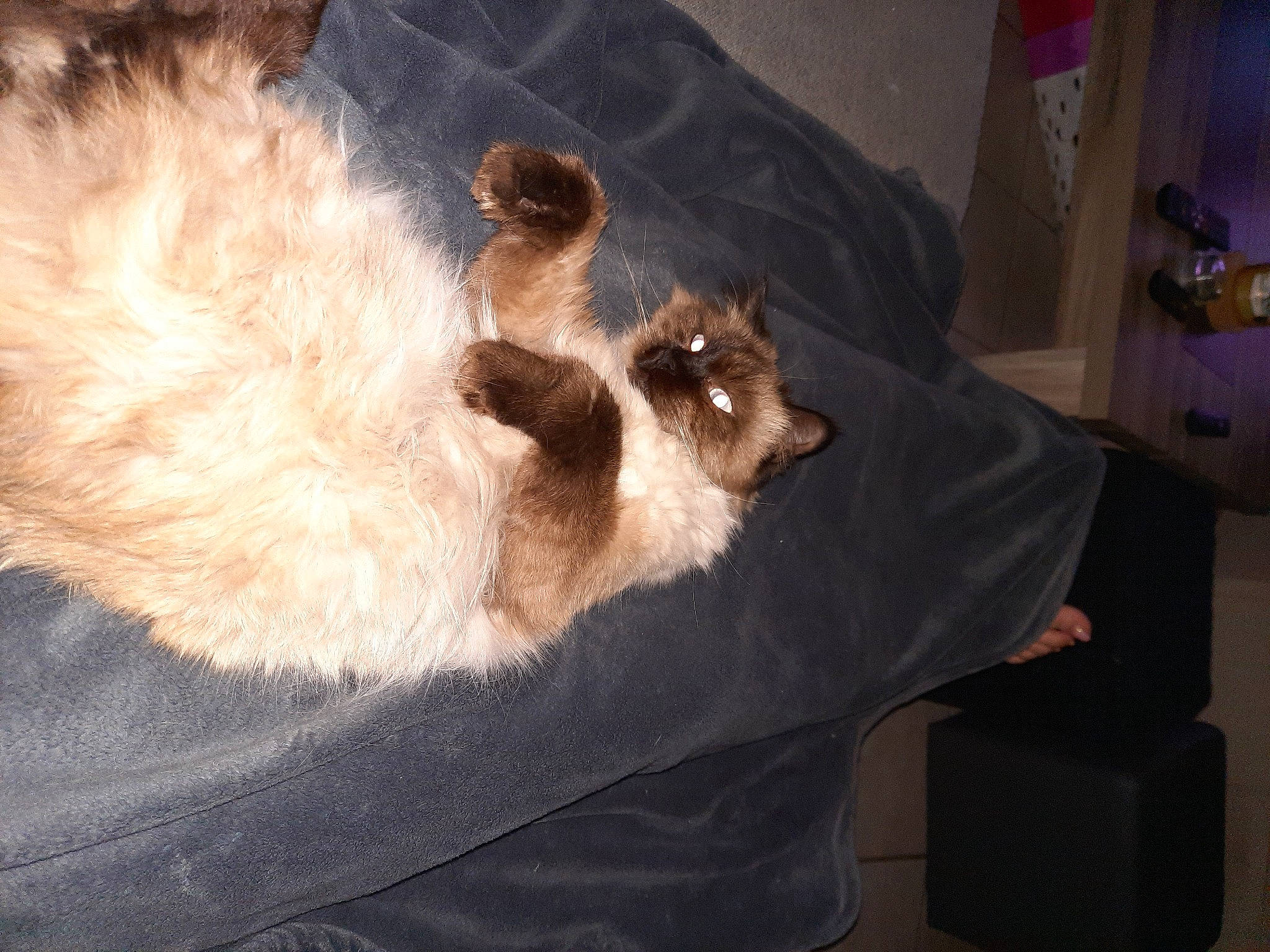 Prince a rejoint le concours — aidez-le/la à gagner de superbes lots ! balinese, birman, canidae, carnivore, cat, comfort, companion_dog, dog_breed, fawn, felidae, fur, paw, siamese, small_to_medium_sized_cats, snout, sporting_group, tail, thai, tonkinese, whiskers