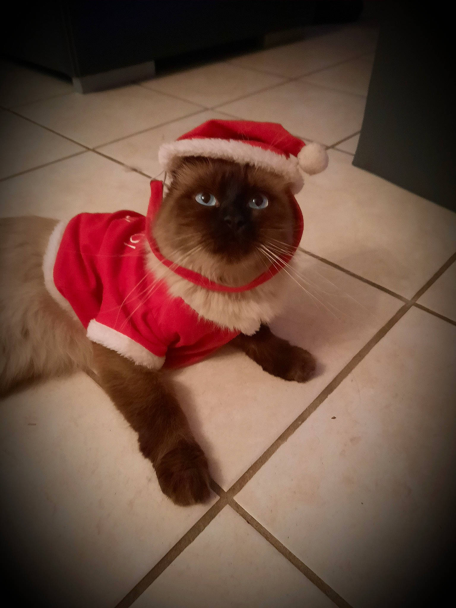 Prince participe au concours pour gagner de l'argent avec cette photo : carnivore, collar, companion_dog, dog, dog_breed, dog_supply, fashion_accessory, fawn, felidae, flooring, fur, pet_supply, pug, small_to_medium_sized_cats, snout, sporting_group, tail, toy_dog, whiskers, working_animal