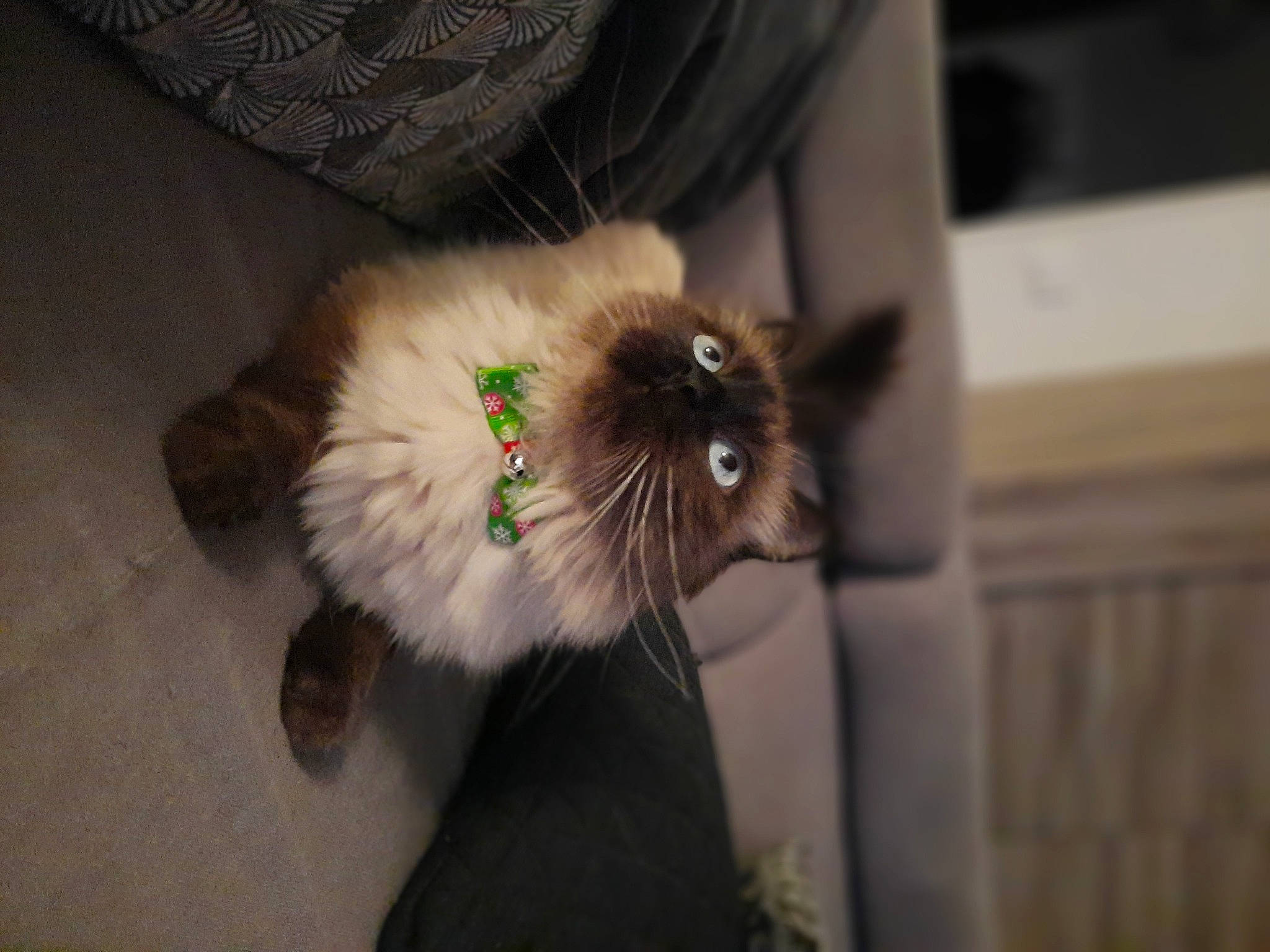 Prince participe au concours pour gagner de l'argent avec cette photo : birman, canidae, carnivore, cat, claw, companion_dog, dog_breed, fawn, felidae, fur, paw, siamese, small_to_medium_sized_cats, snout, spitz, sporting_group, tail, toy_dog, whiskers, working_animal