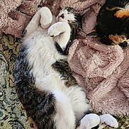 Honey is registered to the contest to win money with this photo: animal, blanket, calico, cat, cats, companion, cozy, cute, feline, fur, indoor, mammal, paws, pet, relaxed, resting, sleeping, soft, tabby, whiskers