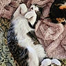 cat, cats, feline, pet, sleeping, resting, blanket, soft, cozy, fur, whiskers, paws, relaxed, indoor, cute, animal, mammal, tabby, calico, companion