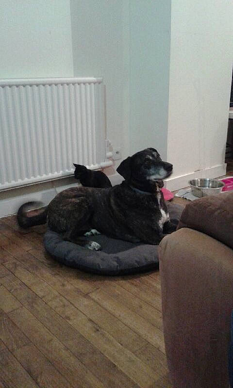 Fraise participe au concours pour gagner de l'argent avec cette photo : cane_corso, canidae, carnivore, comfort, companion_dog, couch, dog, dog_breed, floor, guard_dog, labrador_retriever, non_sporting_group, puppy, sporting_group