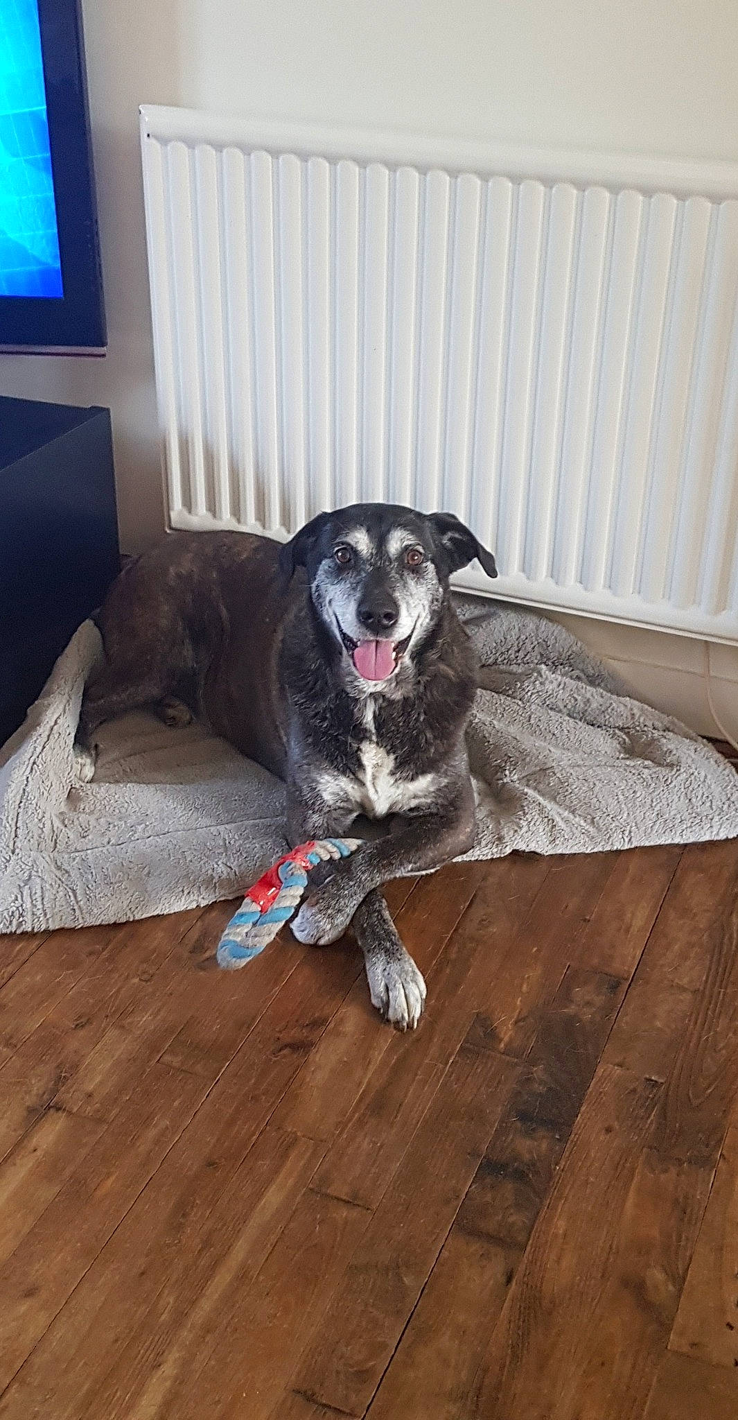 Fraise a rejoint le concours — aidez-le/la à gagner de superbes lots ! borador, canidae, carnivore, companion_dog, dog, dog_breed, floor, flooring, great_dane, hardwood, house, laminate_flooring, sporting_group, table, tail, wood, wood_flooring