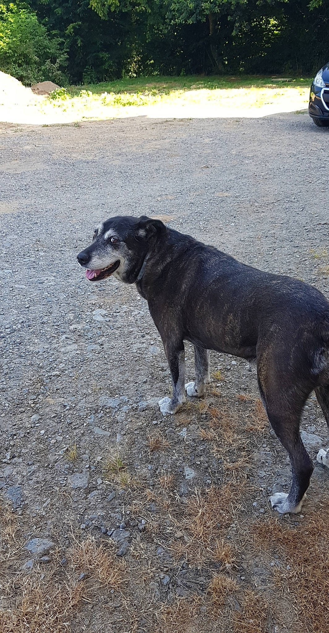 Fraise a rejoint le concours — aidez-le/la à gagner de superbes lots ! american_bulldog, american_pit_bull_terrier, canidae, carnivore, dog, dog_breed, fawn, mammal, non_sporting_group, snout, sporting_group, staffordshire_bull_terrier, street_dog, tail