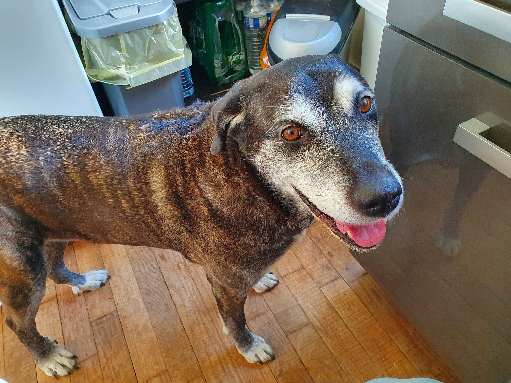 Fraise a rejoint le concours — aidez-le/la à gagner de superbes lots ! canidae, carnivore, dog, dog_breed, fawn, greyhound, lurcher, mammal, mountain_cur, plott_hound, potcake_dog, rare_breed_dog, snout, sporting_group, treeing_tennessee_brindle, whiskers