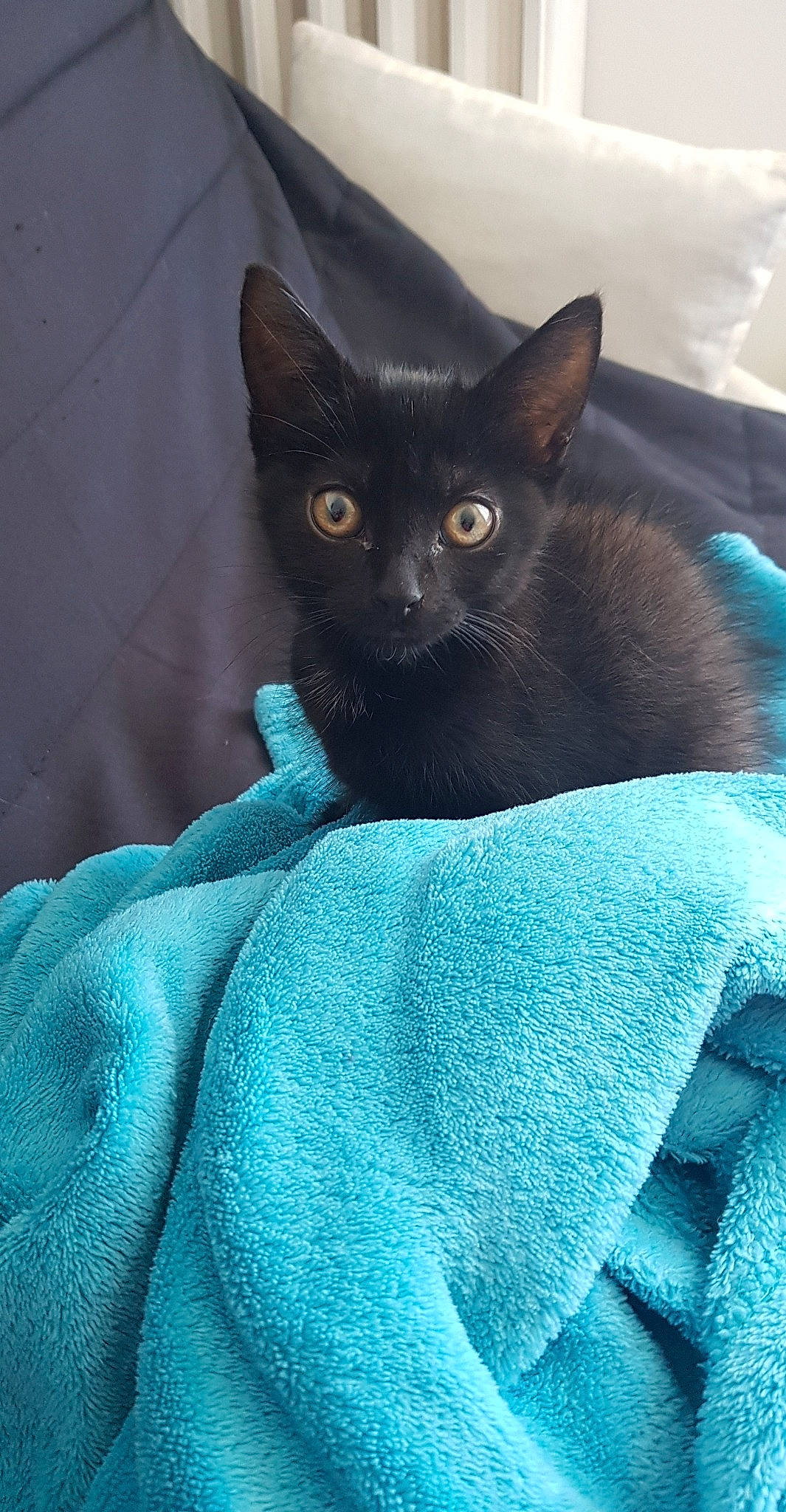 Passoa a rejoint le concours — aidez-le/la à gagner de superbes lots ! asian, black_cat, bombay, burmese, carnivore, cat, domestic_short_haired_cat, felidae, german_rex, havana_brown, javanese, kitten, korat, mammal, russian_blue, small_to_medium_sized_cats, turquoise, vertebrate, whiskers