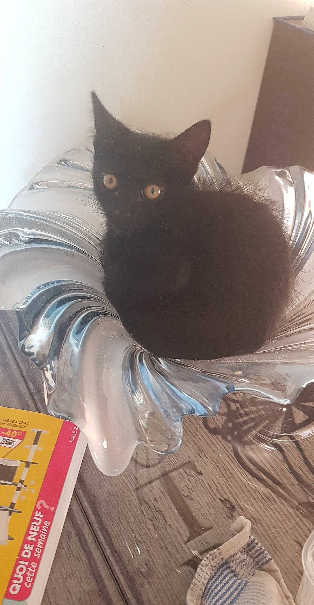 Passoa a rejoint le concours — aidez-le/la à gagner de superbes lots ! asian, black, black_cat, bombay, british_shorthair, burmese, carnivore, cat, chartreux, domestic_short_haired_cat, felidae, kitten, korat, nebelung, russian_blue, small_to_medium_sized_cats, tail, whiskers