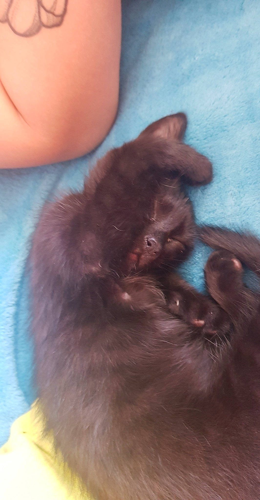 Passoa a rejoint le concours — aidez-le/la à gagner de superbes lots ! black_cat, burmese, carnivore, cat, claw, ear, fawn, felidae, kitten, korat, liver, neck, skin, small_to_medium_sized_cats