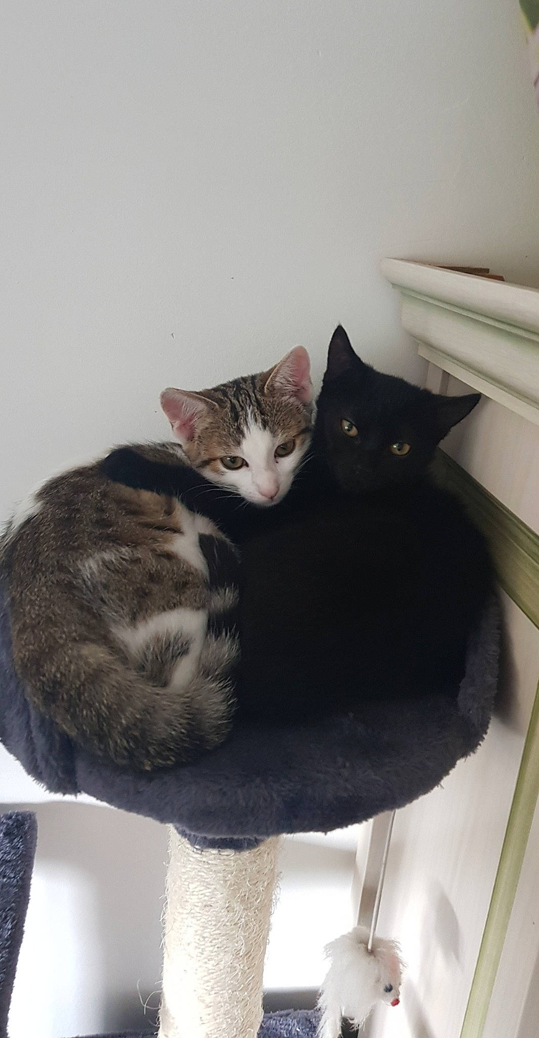 Passoa participe au concours pour gagner de l'argent avec cette photo : american_shorthair, asian, black_cat, carnivore, cat, cat_bed, domestic_short_haired_cat, dragon_li, european_shorthair, felidae, fur, kitten, polydactyl_cat, small_to_medium_sized_cats, tail, whiskers