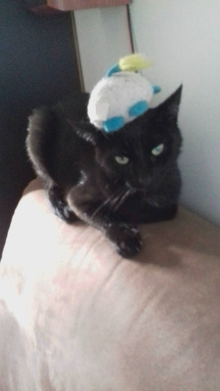 Lyka a rejoint le concours — aidez-le/la à gagner de superbes lots ! black_cat, bombay, carnivore, cat, domestic_long_haired_cat, ear, fawn, felidae, fur, kitten, norwegian_forest_cat, persian, small_to_medium_sized_cats, tail, whiskers