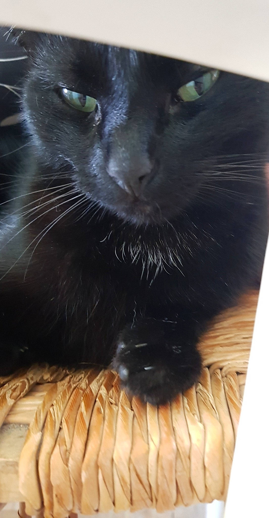 Lyka a rejoint le concours — aidez-le/la à gagner de superbes lots ! black, black_cat, bombay, carnivore, cat, close_up, domestic_long_haired_cat, eye, felidae, fur, nose, small_to_medium_sized_cats, snout, whiskers