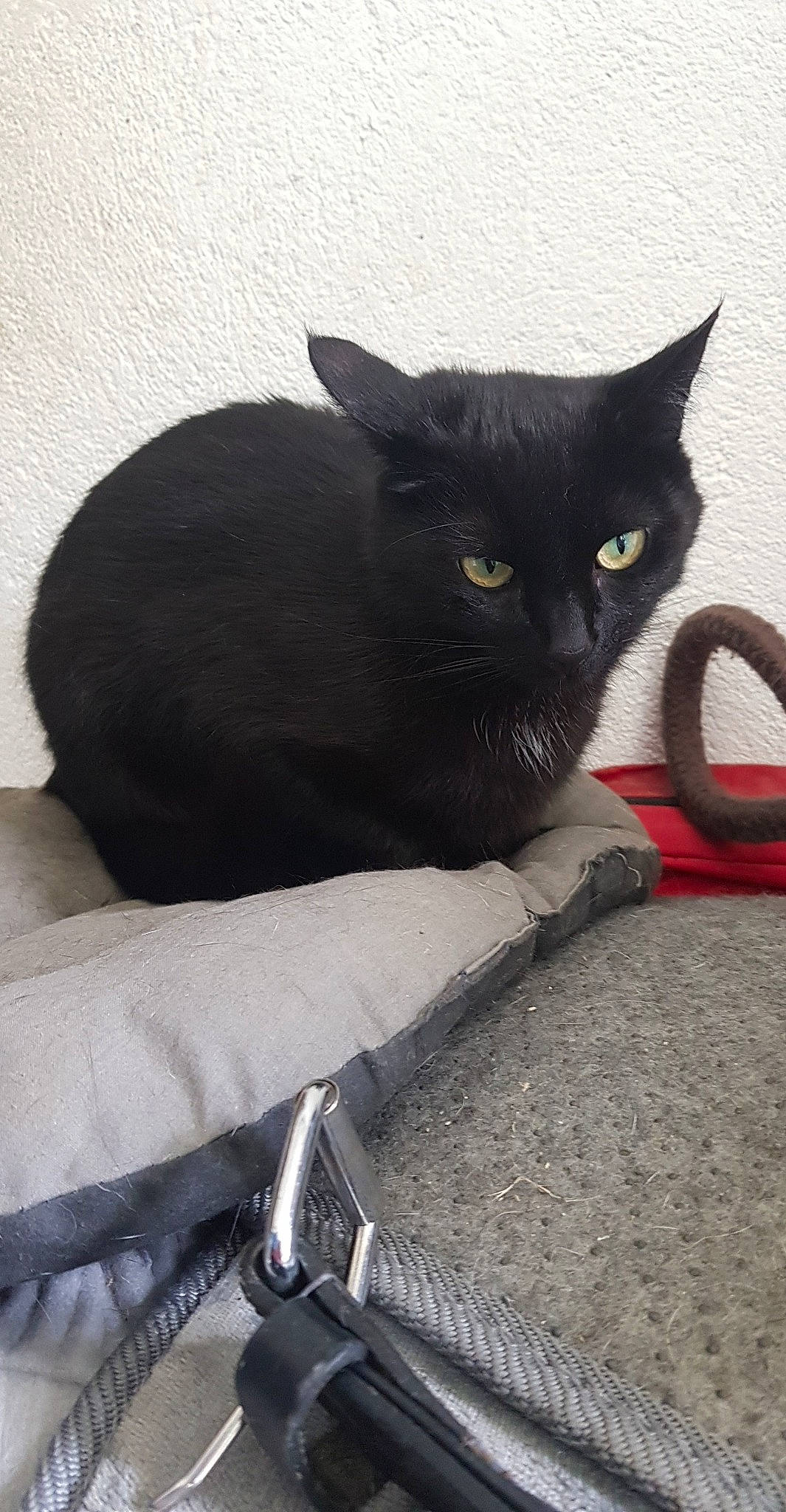 Lyka participe au concours pour gagner de l'argent avec cette photo : asian, black_cat, bombay, british_shorthair, carnivore, cat, chartreux, domestic_short_haired_cat, felidae, korat, mammal, russian_blue, small_to_medium_sized_cats, snout, whiskers