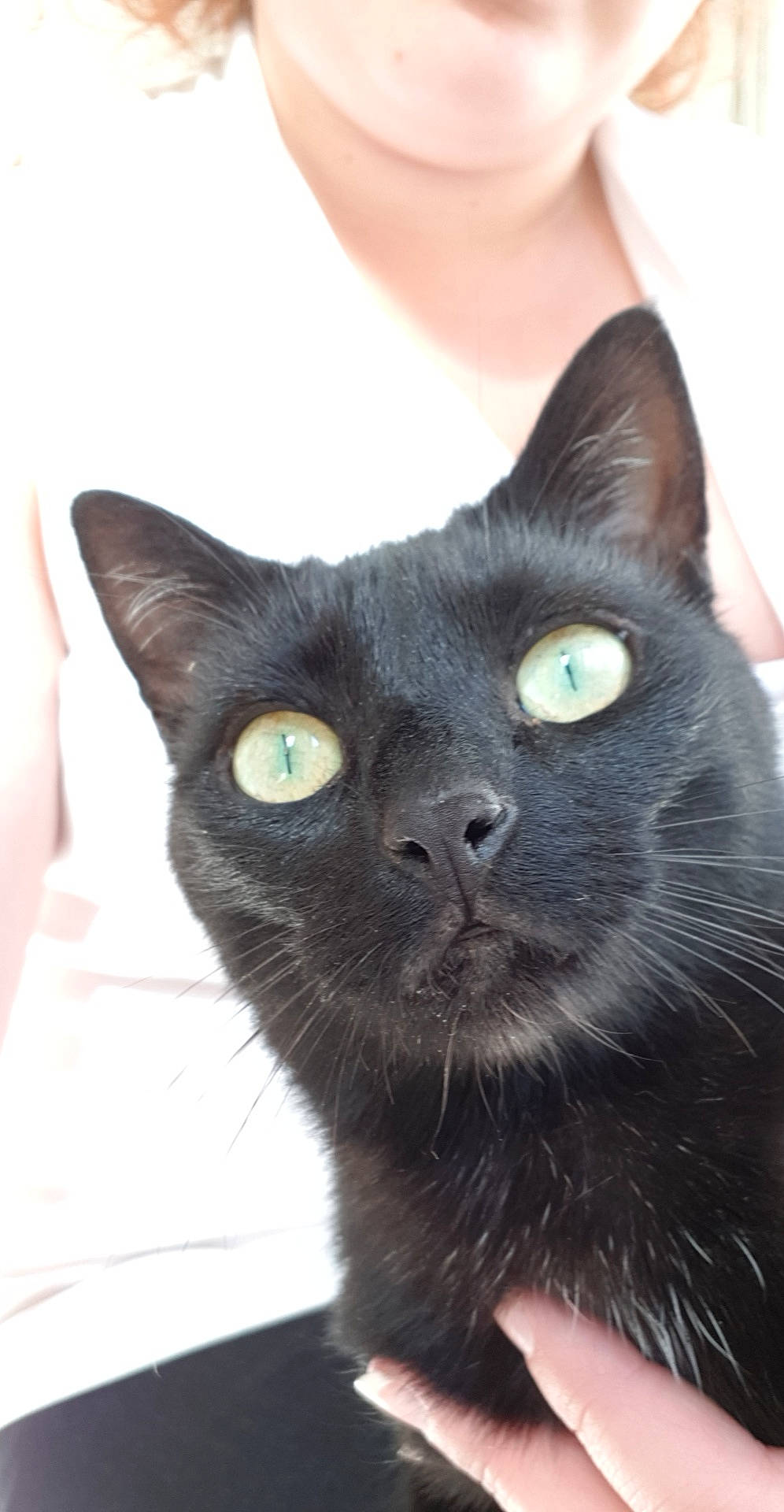 Lyka a rejoint le concours — aidez-le/la à gagner de superbes lots ! asian, black_cat, bombay, burmese, carnivore, cat, domestic_short_haired_cat, ear, eye, felidae, german_rex, havana_brown, korat, mammal, nebelung, russian_blue, small_to_medium_sized_cats, snout, vertebrate, whiskers