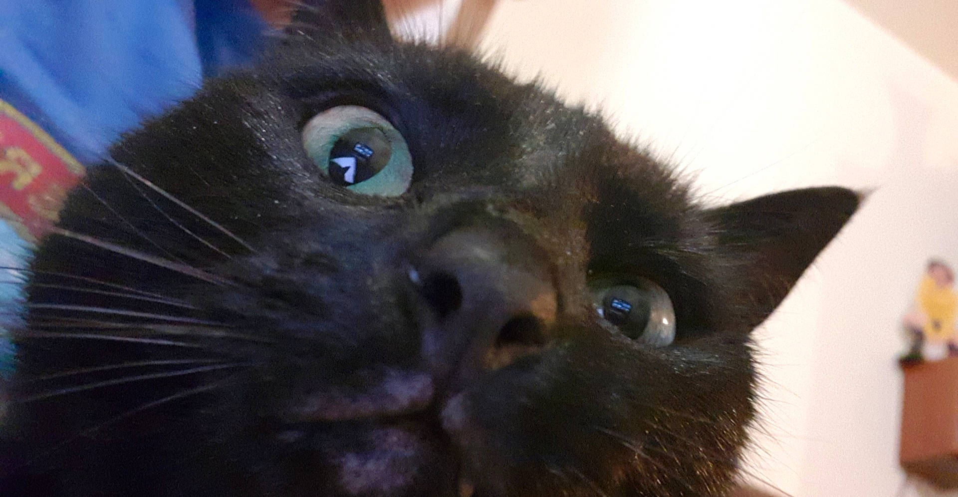 Lyka a rejoint le concours — aidez-le/la à gagner de superbes lots ! asian, black, black_cat, bombay, burmese, carnivore, cat, close_up, domestic_short_haired_cat, eye, felidae, havana_brown, iris, mammal, small_to_medium_sized_cats, snout, vertebrate, whiskers