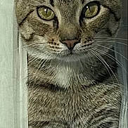 Musky is registered to the contest to win money with this photo: cat, tabby, animal, pet, feline, whiskers, ears, fur, eyes, curious, closeup, portrait, indoor, striped, looking, face, muzzle, nose, alert, window