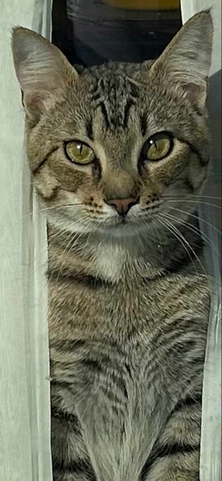 Musky is registered to the contest to win money with this photo: cat, tabby, animal, pet, feline, whiskers, ears, fur, eyes, curious, closeup, portrait, indoor, striped, looking, face, muzzle, nose, alert, window