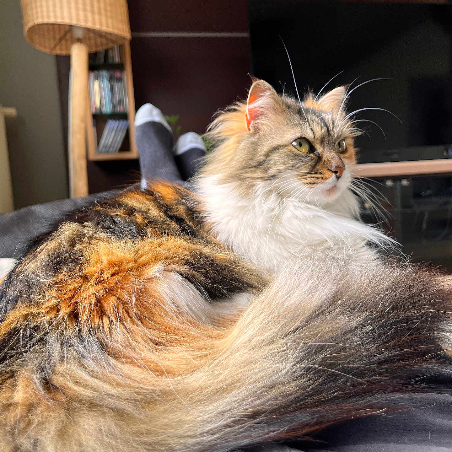 Nala participe au concours pour gagner de l'argent avec cette photo : animal, black, bookshelf, cat, couch, cozy, domestic_animal, fluffy, fur, furniture, home, indoor, lamp, living_room, orange, pet, relaxed, television, whiskers, white