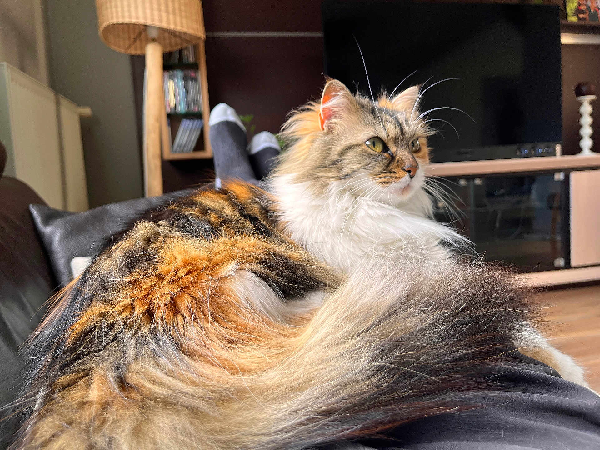 Nala participe au concours pour gagner de l'argent avec cette photo : cat, fluffy, indoor, couch, lamp, bookshelf, television, fur, orange, black, white, relaxed, pet, domestic_animal, living_room, furniture, cozy, home, animal, whiskers
