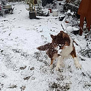 Pahya participe au concours pour gagner de l'argent avec cette photo : animal, backyard, canine, device, dog, husky, lesserpanda, nature, outdoors, pet, plant, puppy, shovel, snow, tool, tree, vegetation, weather, winter, yard