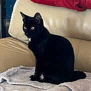 Olive Moreno participe au concours pour gagner de l'argent avec cette photo : animal, beige, black_cat, blanket, cat, couch, ears, eyes, feline, fur, home, indoor, leather, pet, red_blanket, relaxed, sitting, soft, tail, whiskers