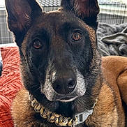 Journey joined the competition — help win amazing prizes! dog, pet, indoors, close_up, portrait, ears, brown_fur, black_fur, collar, tag, cushion, orange, blanket, pillow, window, furniture, resting, animal, canine, domestic_animal
