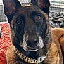 dog, pet, indoors, close_up, portrait, ears, brown_fur, black_fur, collar, tag, cushion, orange, blanket, pillow, window, furniture, resting, animal, canine, domestic_animal