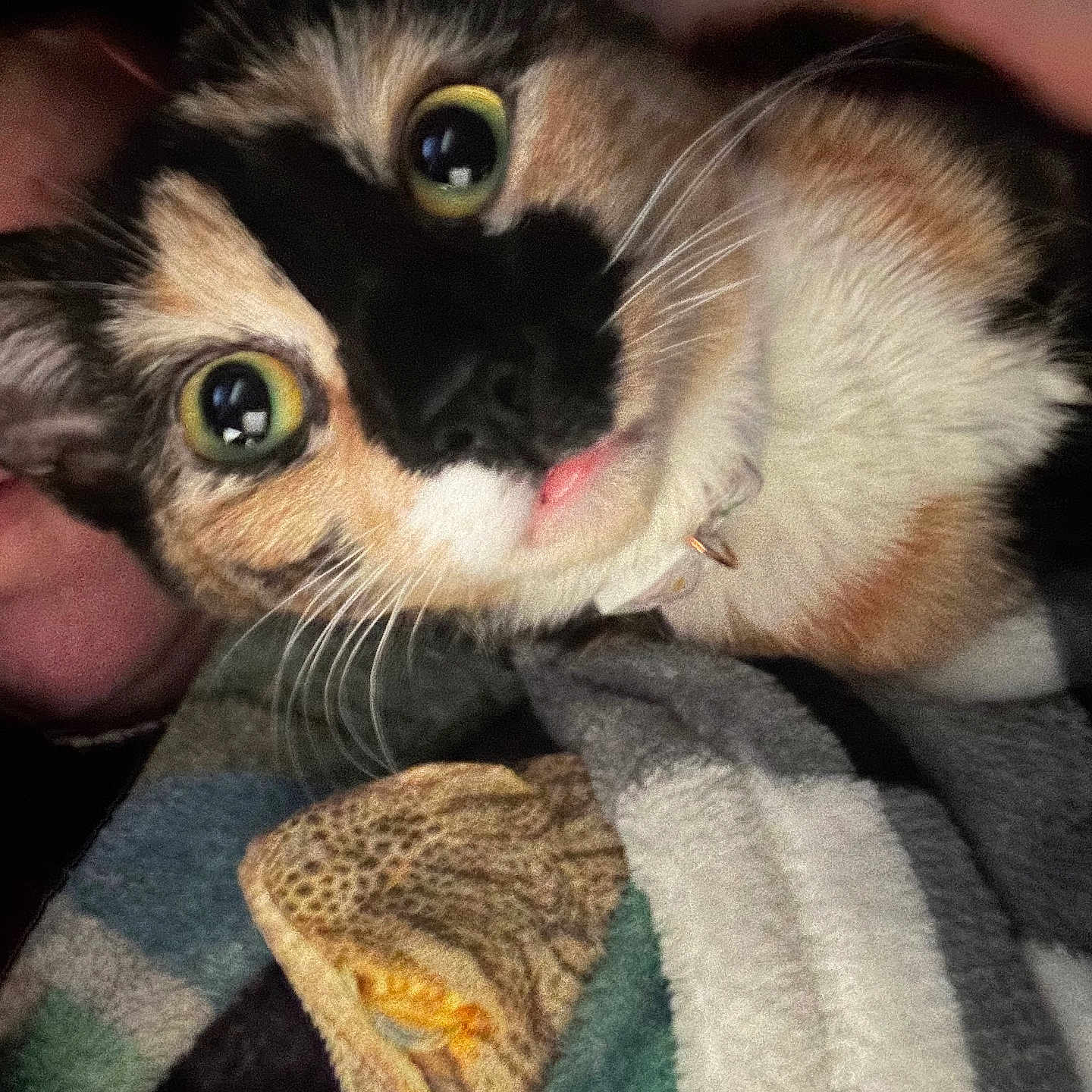 Ava is registered to the contest to win money with this photo: abyssinian, animal, blanket, canine, cat, face, head, homedecor, kitten, lizard, manx, person, pet, photography, plush, portrait, quilt, reptile, towel, toy