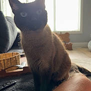 Pickles joined the competition — help win amazing prizes! cat, siamese_cat, indoor, window, person, knee, blue_shorts, carpet, basket, remote_control, furniture, curious, pet, animal, domestic, living_room, light, shadow, home, relaxed