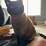 cat, siamese_cat, indoor, window, person, knee, blue_shorts, carpet, basket, remote_control, furniture, curious, pet, animal, domestic, living_room, light, shadow, home, relaxed